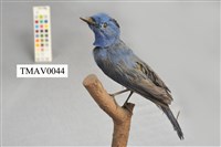 藏品(黑枕藍鶲)的圖片